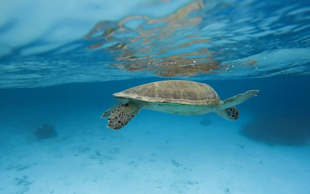 brown and green turtle in water