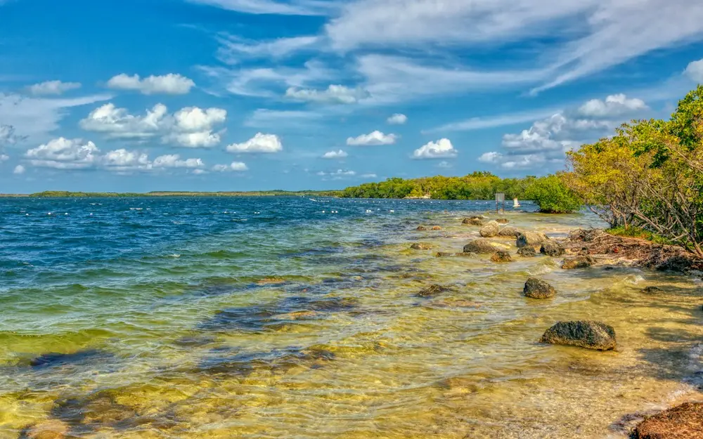 green shrubs on shore